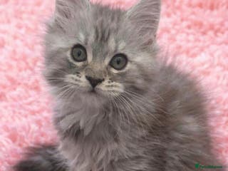 Maine Coon cats Registered Maine coon kittens - Advert 16