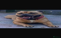 Staffordshire Bull Terrier dogs for sale: Staffordshire bull terrier puppies - Image 16
