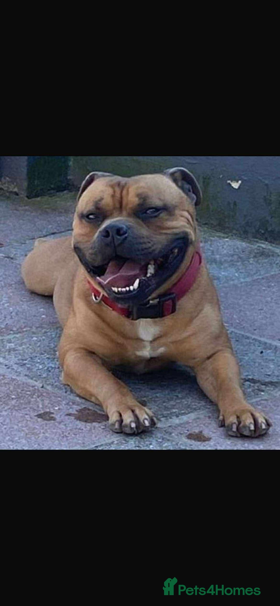 Staffordshire Bull Terrier dogs for sale: Staffordshire bull terrier puppies - Image 16