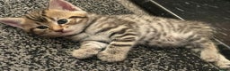 Domestic Shorthair cats for sale: Lovely kittens  - Advert 7