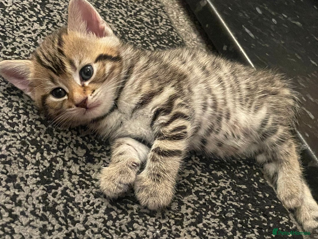 Domestic Shorthair cats for sale: Lovely kittens  - Advert 7