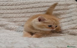 British Shorthair cats for sale: Beautiful unusual British shorthair kittens - Image 14