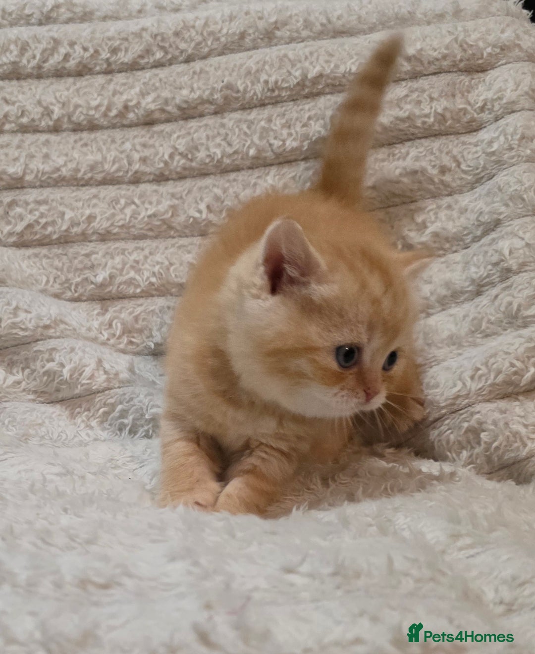 British Shorthair cats for sale: Beautiful unusual British shorthair kittens - Image 14