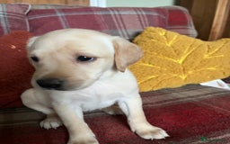 Labrador Retriever dogs for sale: Stunning Litter of Top Class Labrador Puppies - Image 6