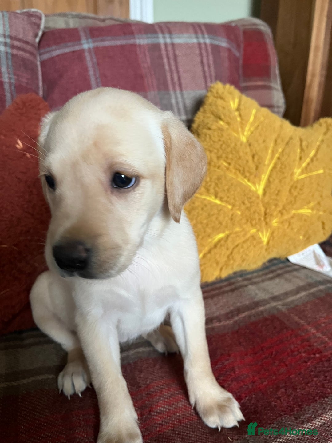 Labrador Retriever dogs for sale: Stunning Litter of Top Class Labrador Puppies - Image 6