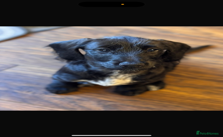 Mixed Breed dogs - Advert 2