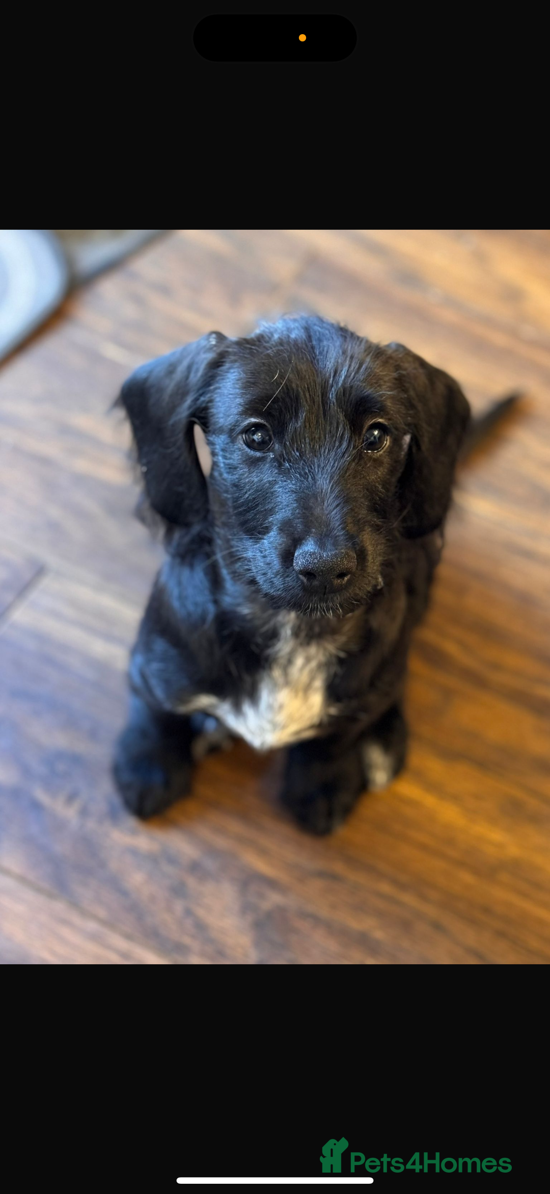 Mixed Breed dogs for sale: 1 Beautiful DoxiPoo girl left!  - Image 1