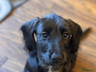 Mixed Breed dogs - Advert 4