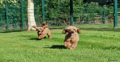 Miniature Poodle dogs 5 YEAR OLD RED MINIATURE POODLE FOR RETIRING HOME - Advert 8
