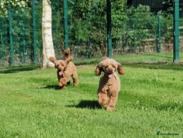 Miniature Poodle dogs 5 YEAR OLD RED MINIATURE POODLE FOR RETIRING HOME - Advert 8