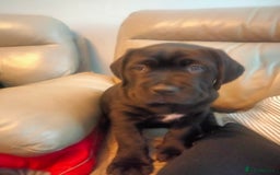 Cane Corso dogs for sale: Cane Corso puppies 14/11/25 - Image 9