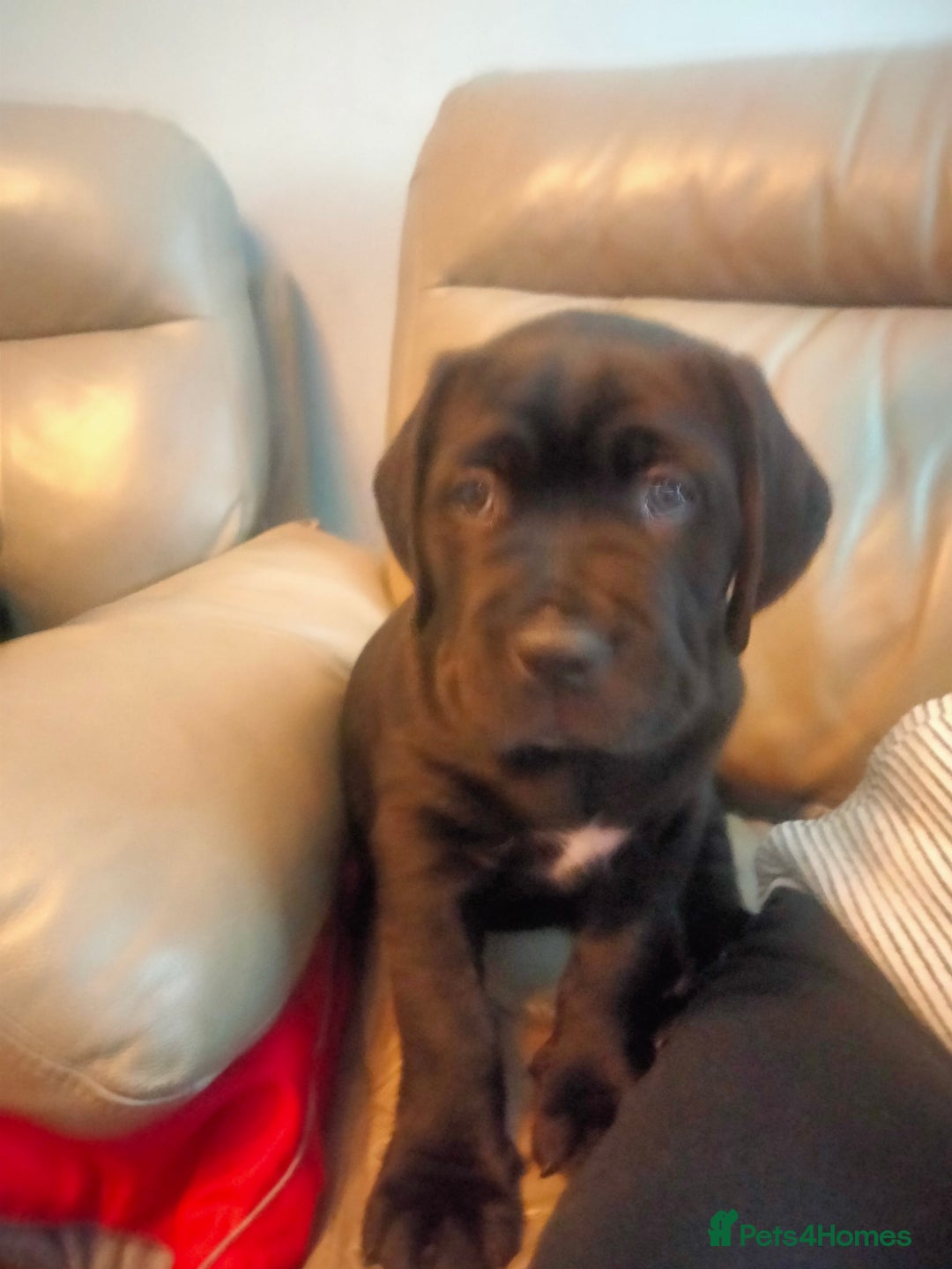 Cane Corso dogs for sale: Cane Corso puppies 14/11/25 - Image 9