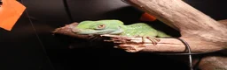 Lizard reptiles for sale: Green basilisk with full setup  - Advert 5