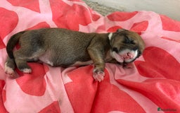 Mixed Breed dogs for sale: English Bull Terrier mixed puppies for sale - Image 17