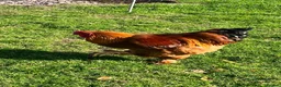 Chickens poultry for sale: Plymouth Rock x cockerels in Honiton - Advert 11