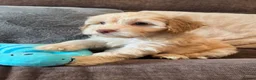 Cockapoo dogs for sale: 💙Beautiful,super friendly,Cockapoo F1 Puppies  - Advert 13