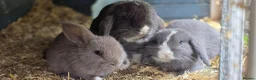 Mini Lop rabbits for sale: Gorgeous mini lops for sale - Advert 2