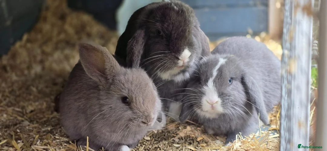 Mini Lop rabbits for sale: Gorgeous mini lops for sale - Advert 2