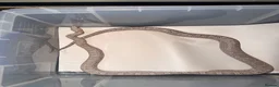 Corn Snake reptiles for sale: Ultra Anery het scaleless  - Advert 2