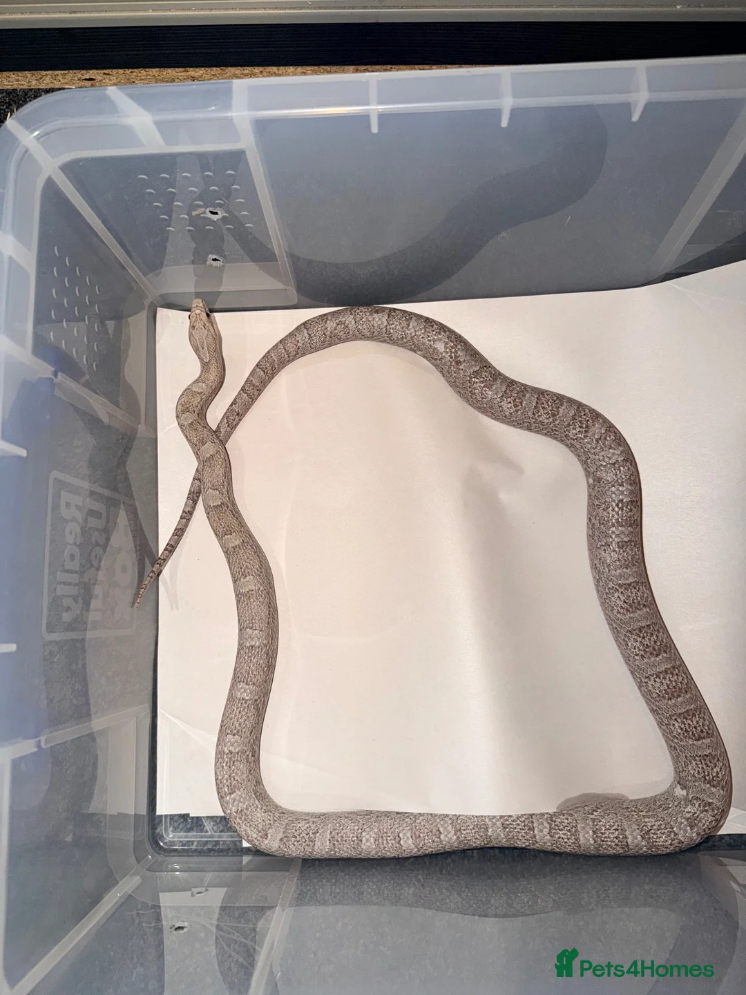 Corn Snake reptiles for sale: Ultra Anery het scaleless  - Advert 2