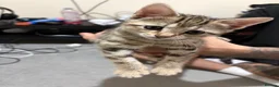 Bengal cats for sale: Bengal Mix kittens 🐱  in Hinckley - Advert 20