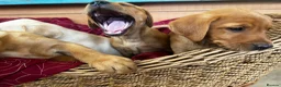 Labrador Retriever dogs for sale: KC Reg Labrador pups Working Traditional Chunky - Advert 11