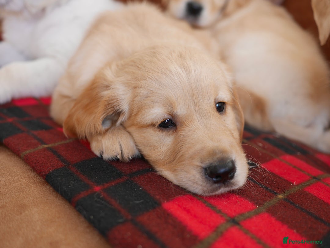 Golden Retriever dogs for sale: Quality KC Health Tested Golden Retriever Puppies - Advert 17