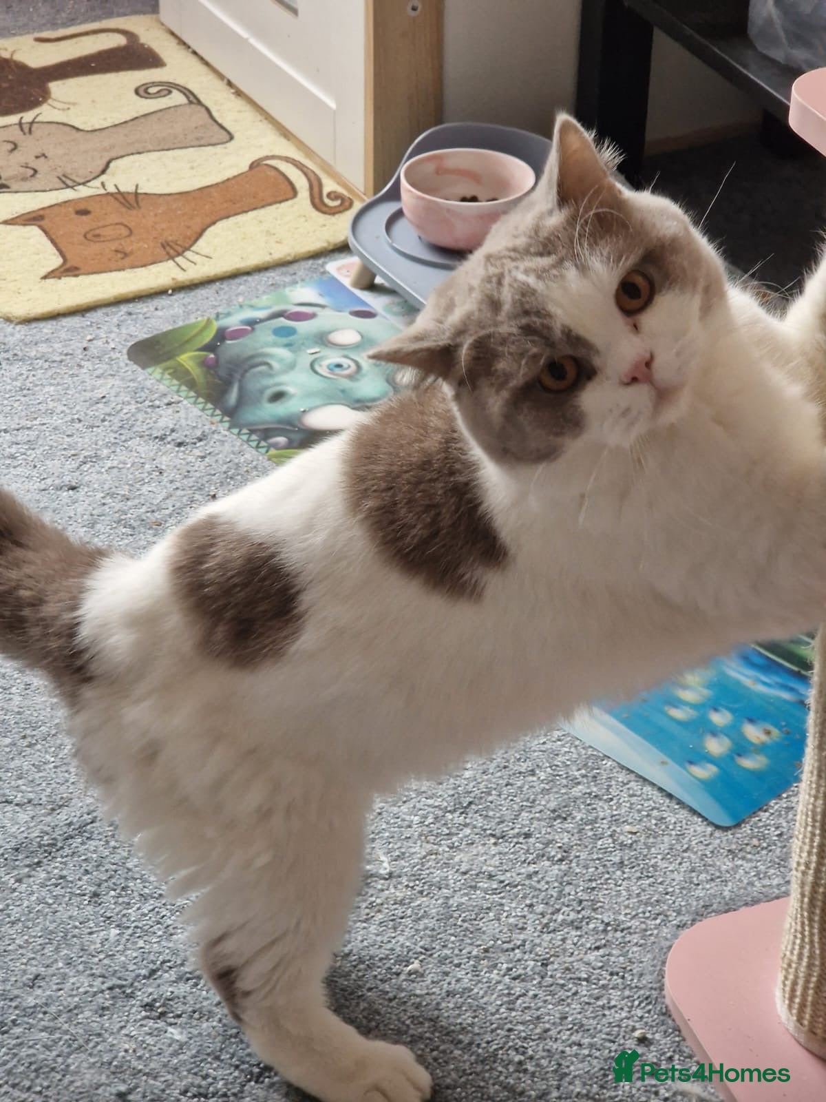 British Shorthair cats British shorthair boy active register  - Advert 1