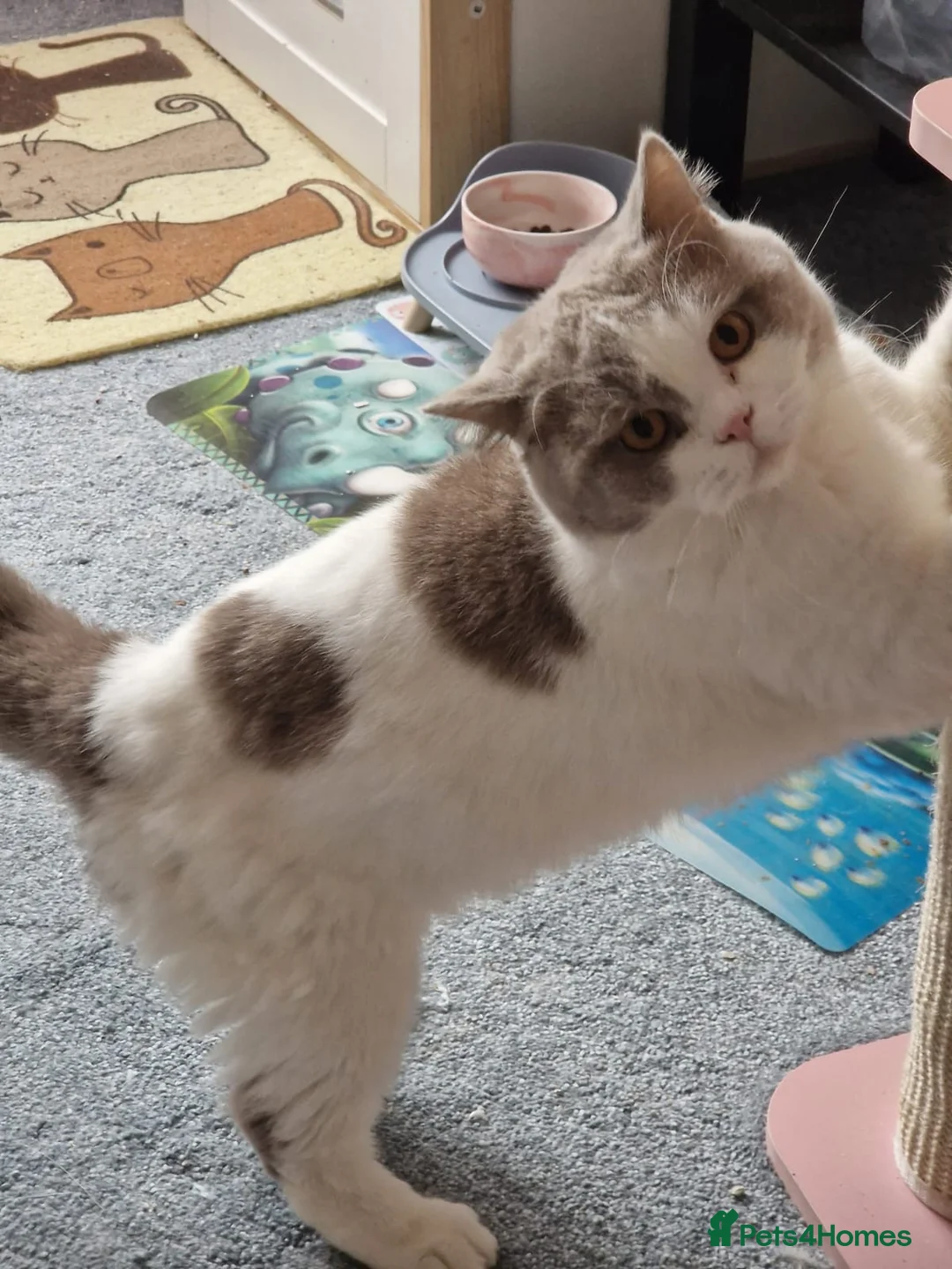British Shorthair cats for sale: British shorthair boy active register  - Advert 1