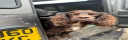 Cocker Spaniel dogs for stud: Working Cocker Spaniel For Stud - Advert 4