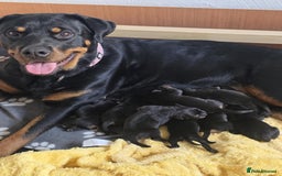 Mixed Breed dogs for sale: Rottweiler x American Staffy Puppies - Image 7