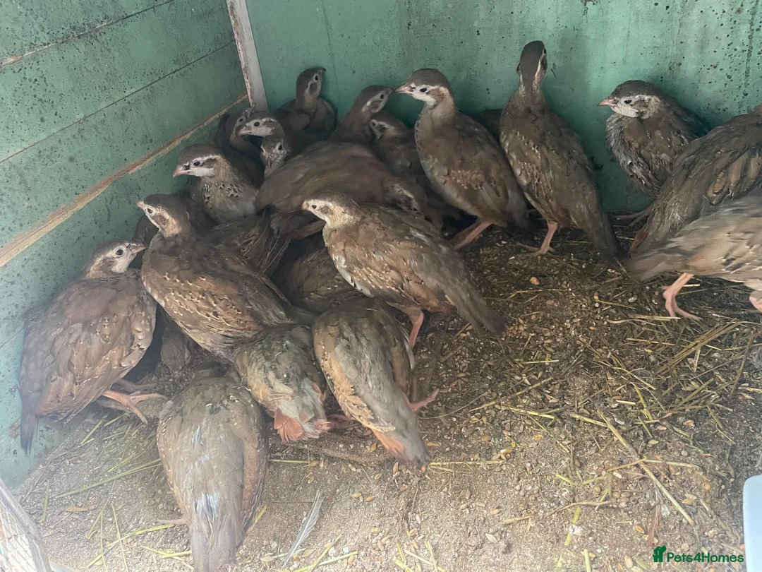 Patridge poultry for sale: Selling Silver  partridges Age 3 months old . - Advert 1