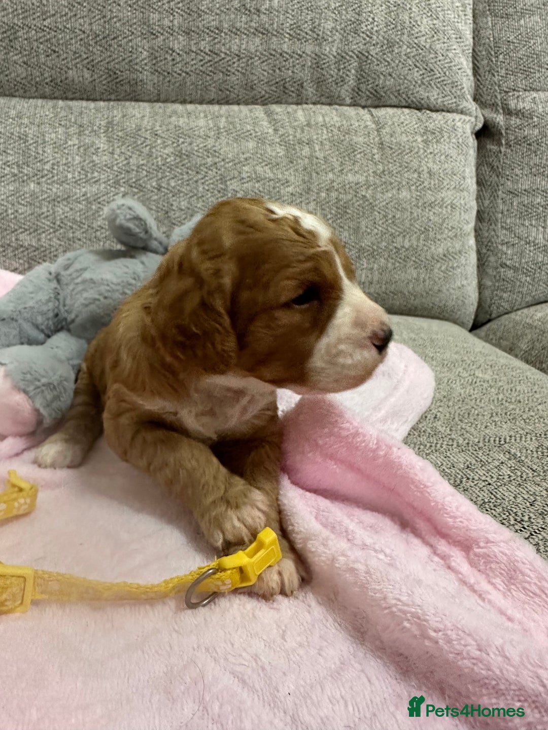 Cavapoo dogs for sale: Stunning F1b Cavapoos - Advert 16