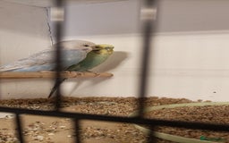 Budgerigars birds for sale: Budgies  - Image 5