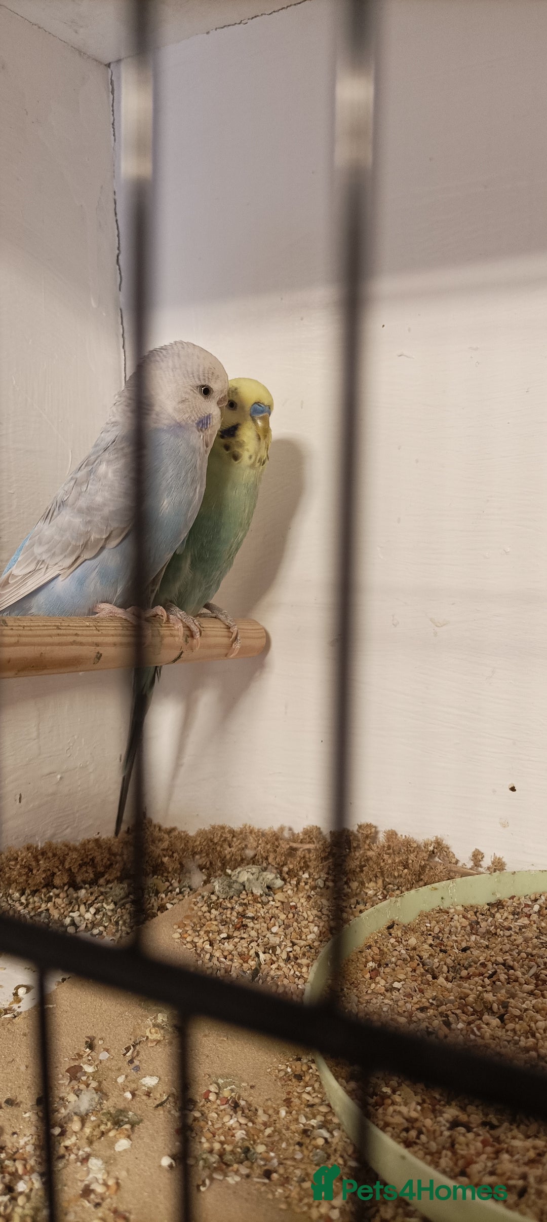 Budgerigars birds for sale: Budgies  - Image 5