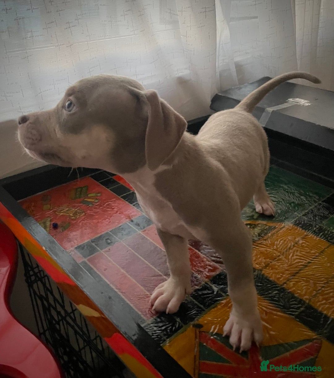 American Bully dogs for sale: Beautiful Tri colour American bully puppy’s  - Image 5