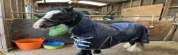 Irish Cob horses for sale: here is wreck it Ralph 🤍 - Advert 3
