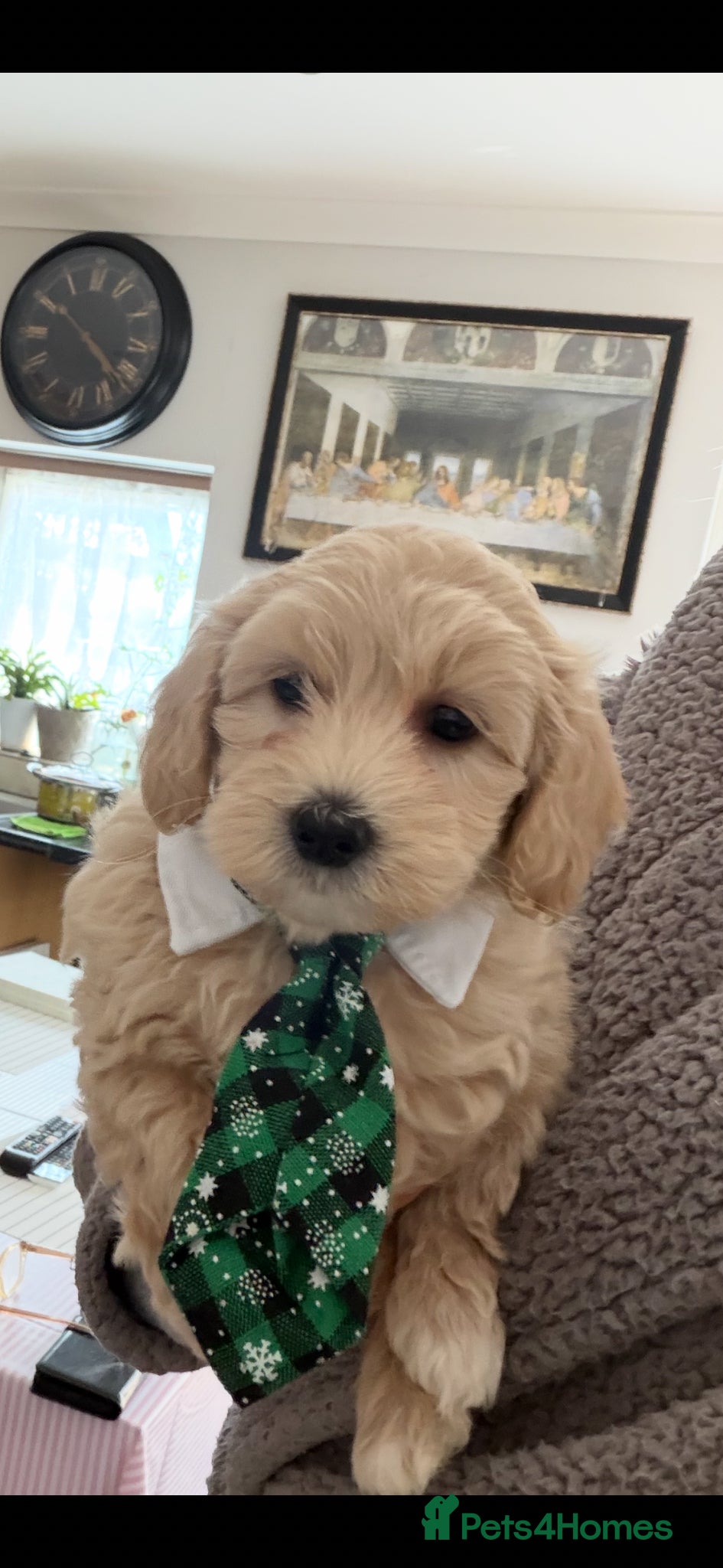 Maltipoo dogs Maltipoo Puppies for sale  - Advert 2