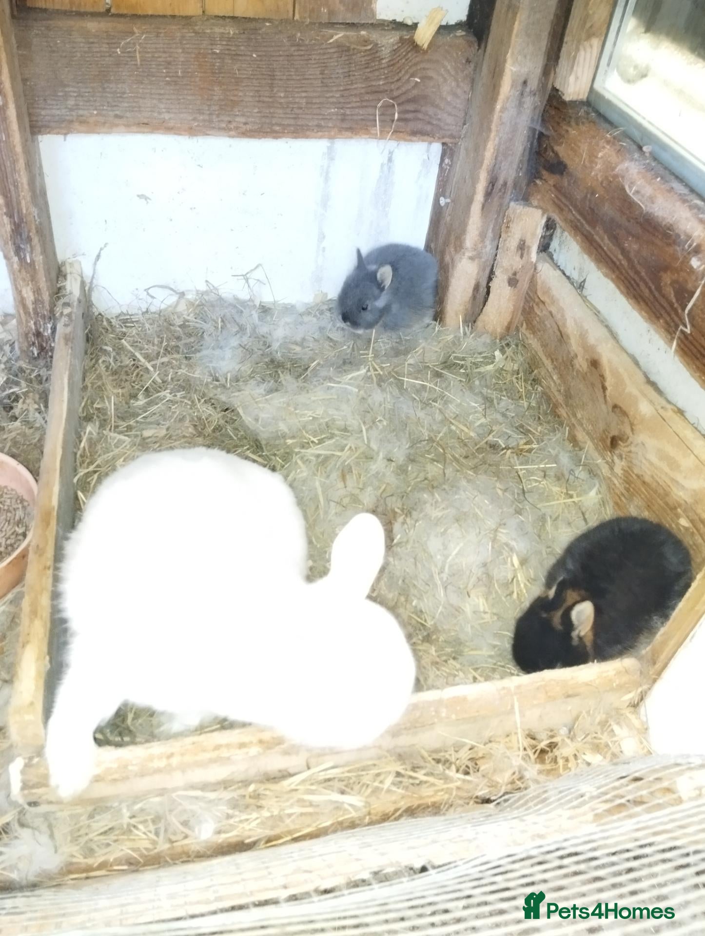 Netherland Dwarf rabbits Netherland dwarf (female) £100 each  - Advert 2