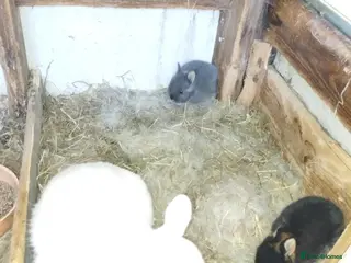 Netherland Dwarf rabbits Netherland dwarf (female) £100 each - Advert 2