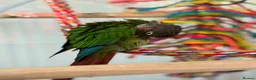 Conures birds for sale: Green-cheeked Conure - Advert 6