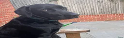 Mixed Breed dogs for adoption: Lonzo (Retriever mix) - Advert 6
