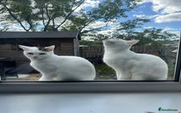 Domestic Shorthair cats for sale: Snow White sisters ❄️🥰 - Image 18