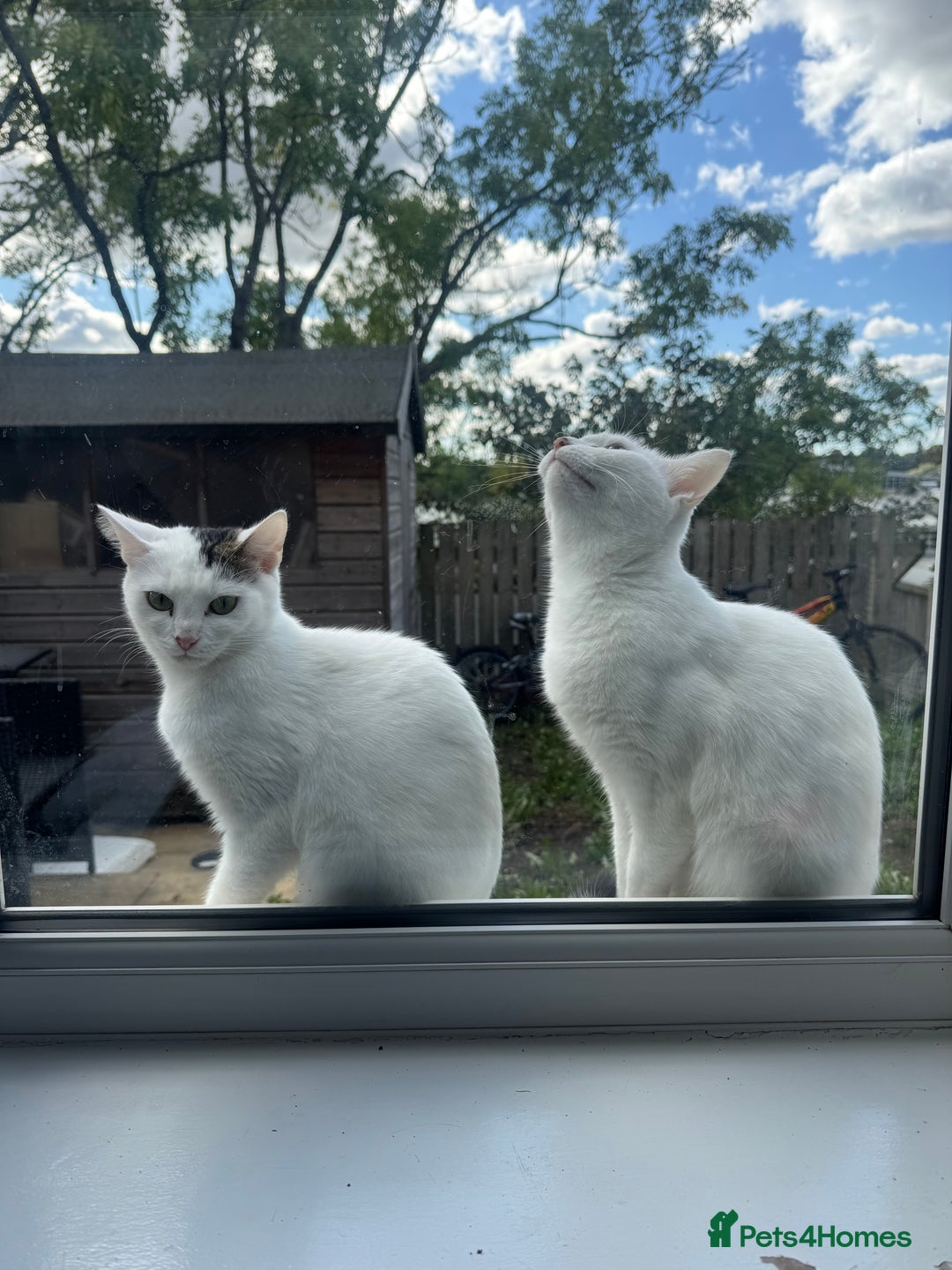 Domestic Shorthair cats for sale: Snow White sisters ❄️🥰 - Image 18