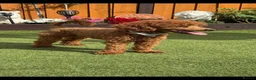 Cavapoo dogs for sale: F1 cavarpoos in Southampton - Advert 7