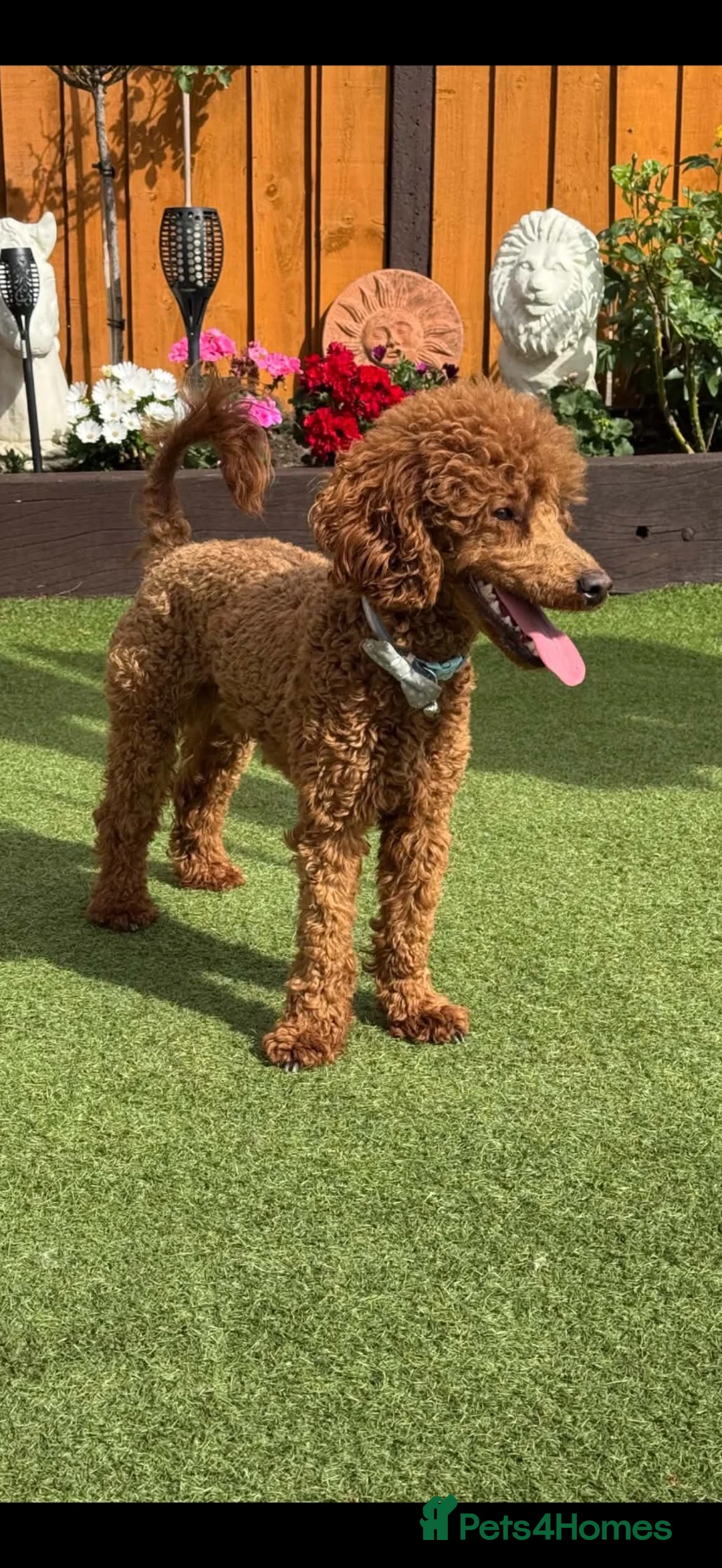 Cavapoo dogs for sale: F1 cavarpoos in Southampton - Advert 7