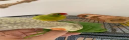 Parakeets birds for sale: Cockatiel & Kakariki Hand Reared! - Advert 7