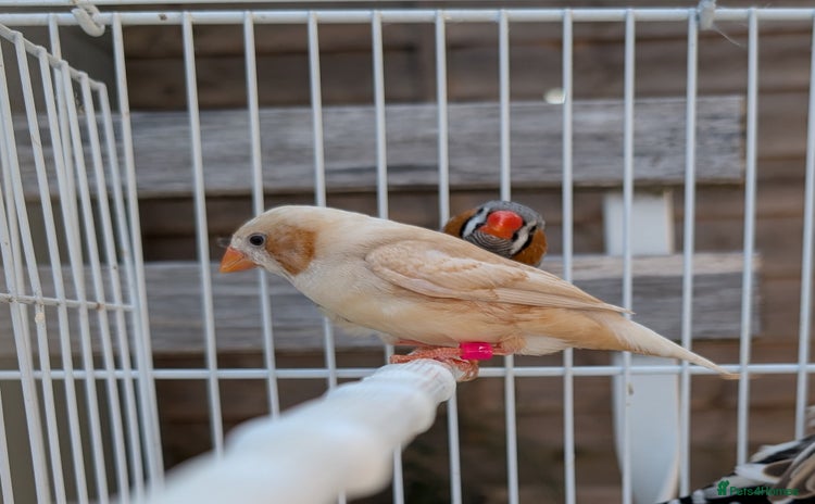 Finches birds - Advert 1