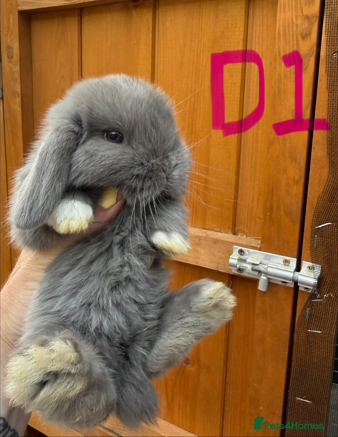 Mini Lop rabbits for sale: 6 Pure Mini Lops 🩶 Leave 25th July  - Advert 1