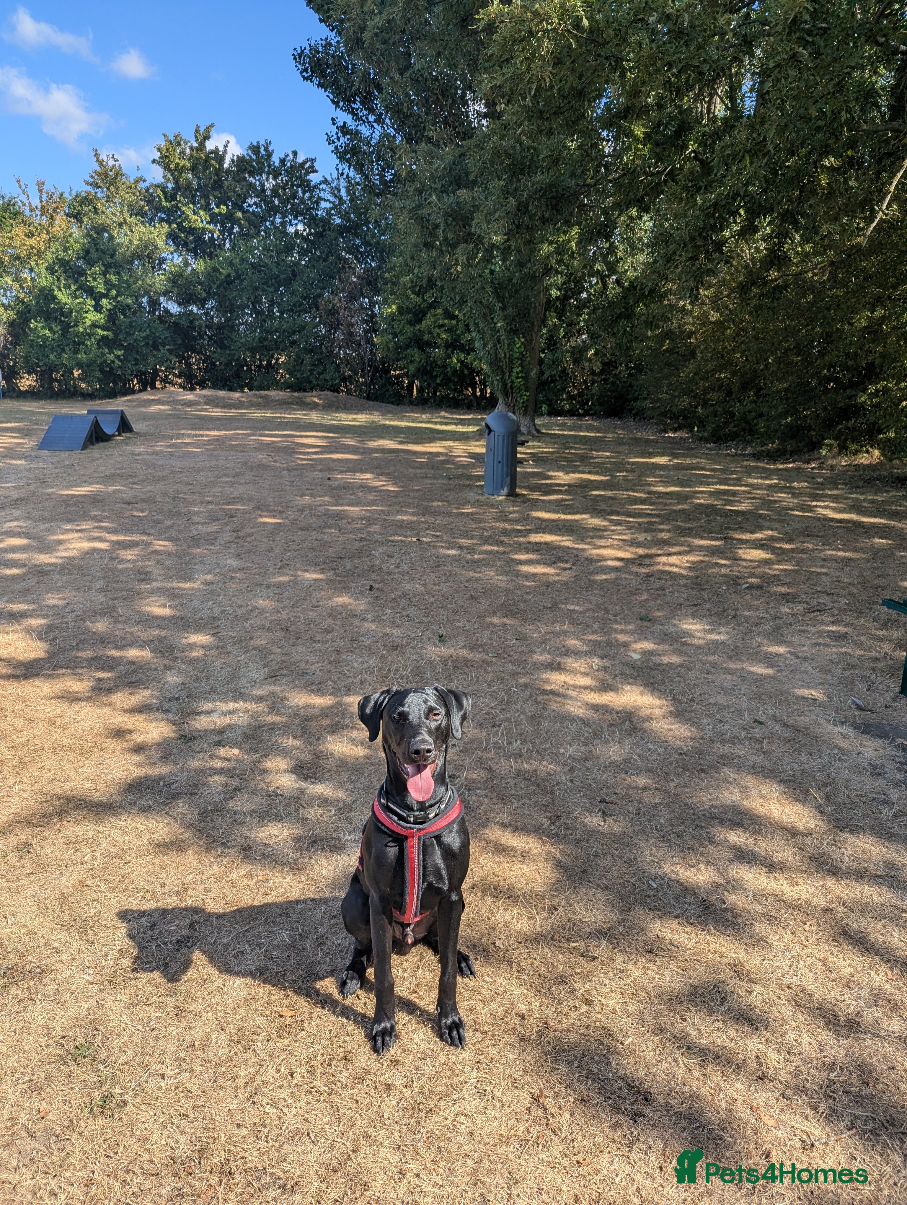 Mixed Breed dogs Murphy - Family Labrador X Greyhound 7 months old - Advert 2